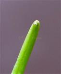  Stigma (Punctiform)